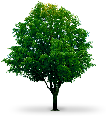 Download Pacote Com Arvores - Tree On White Background (355x387)