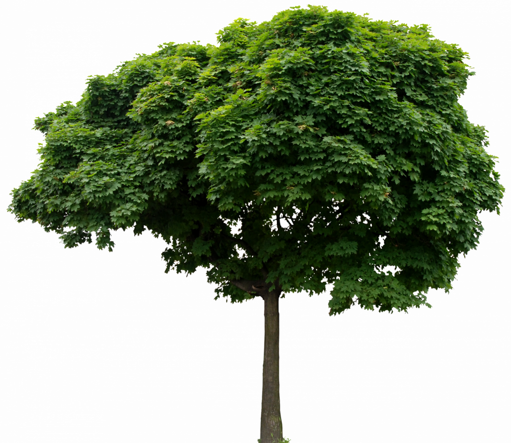 Enviar Por E-mailblogthis Compartilhar No Twittercompartilhar - Trees For Photoshop Transparent Background (1024x888)