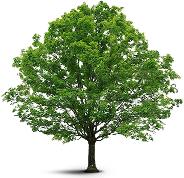 Arvore - Tree Vector (360x349)