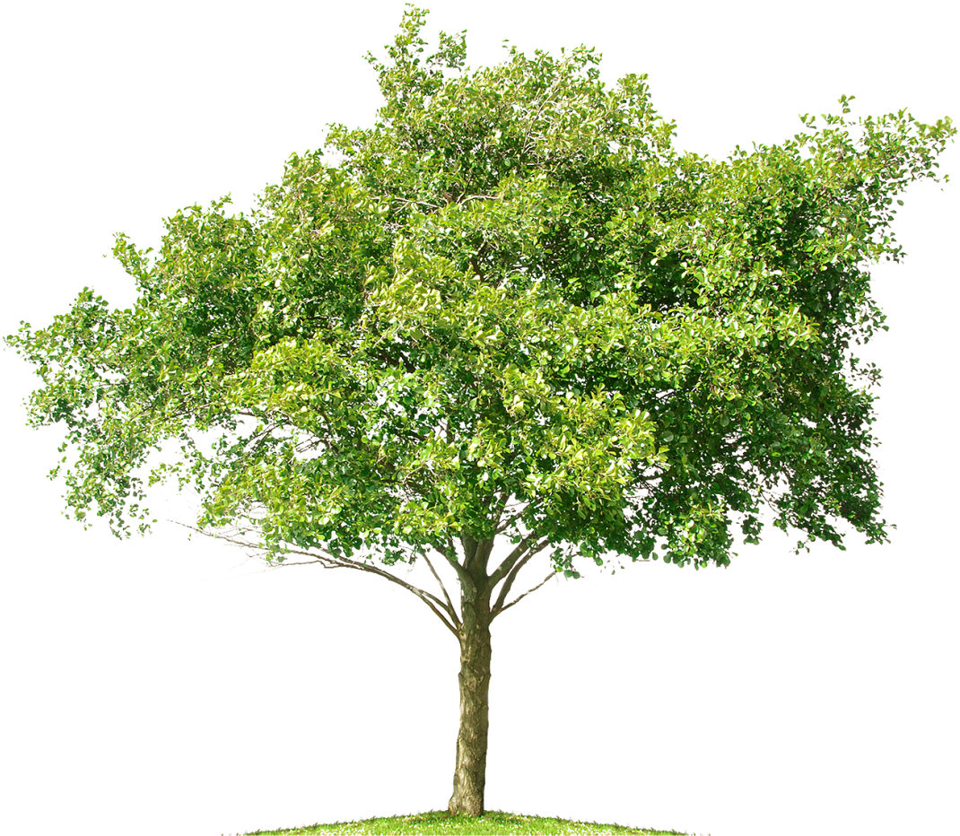 Tree Mangifera Indica Mango Bonsai - Tree White Background Png (1600x1600)