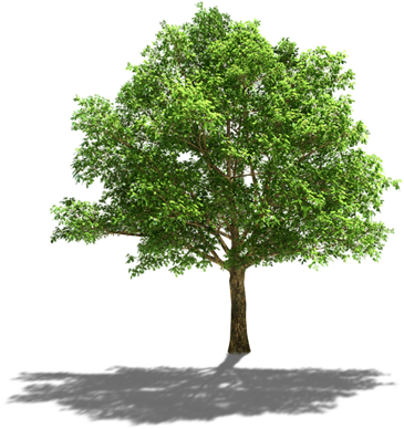 Comunidade Fase1 Arvore2 - Oak Tree (365x388)
