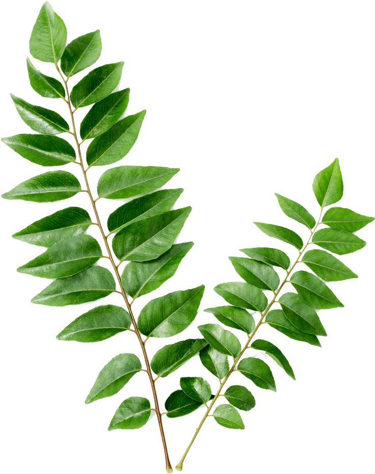 Uses Of Curry Leaves (1000x1000)