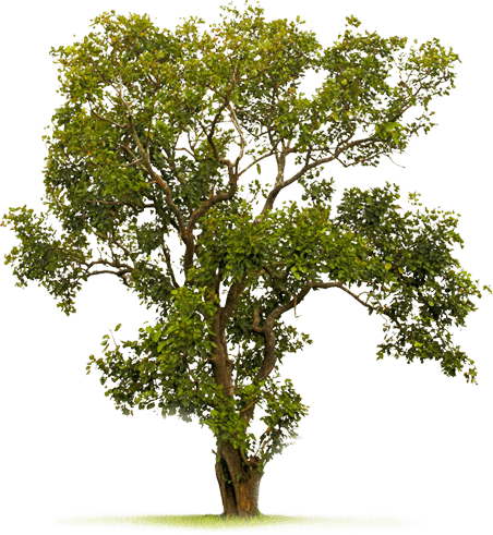 Arvore - Battle Of Iron Gulch (452x491)