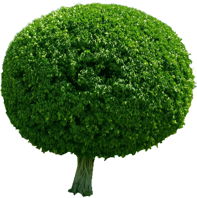 Trees In The Garden (402x404)