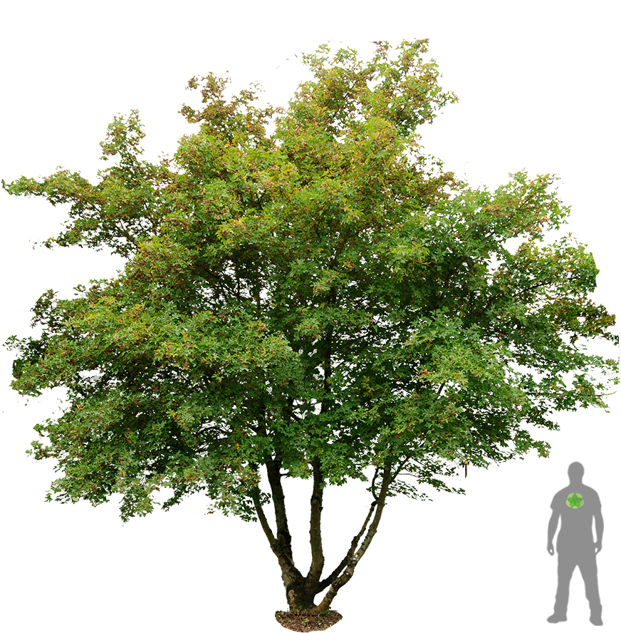 Acer Campestre Feldahorn S F Flx026253f5dfa2dbdf6 - Acer Campestre Png (900x1200)