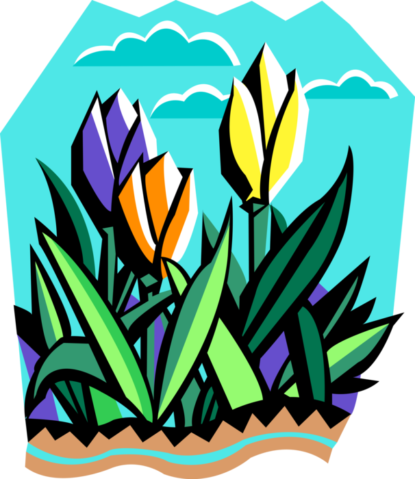 Vector Illustration Of Tulip Bulbous Plants Blooming - Vector Illustration Of Tulip Bulbous Plants Blooming (606x700)