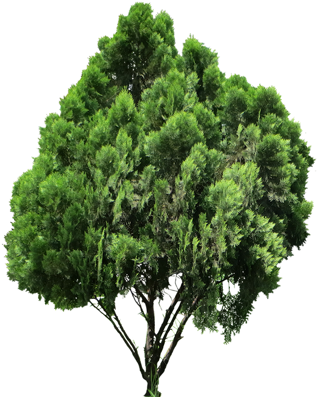 20 Livre Árvore Png Imagens - Tree Texture Top View (640x794)