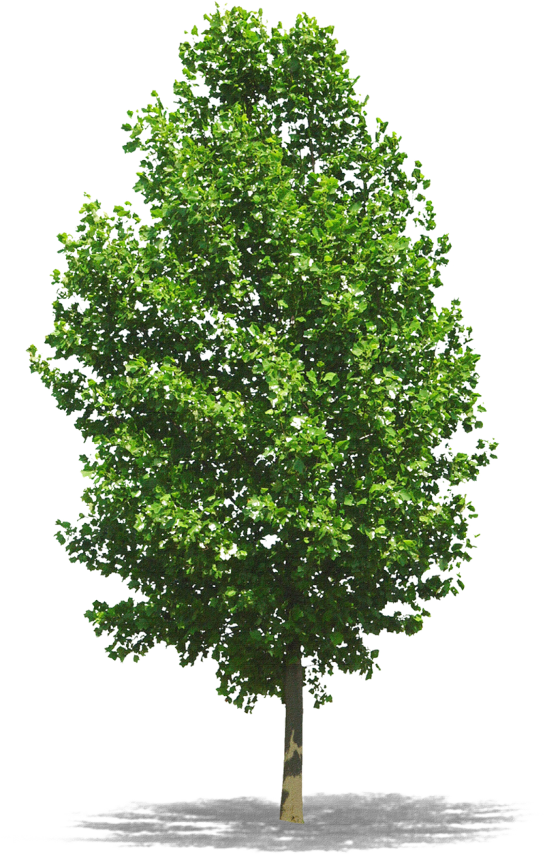 Dicas Para O Cultivo De Árvores Em Calçadas - Trees Photoshop (766x1200)