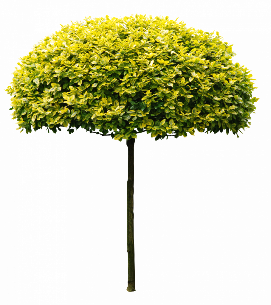 Материалы Пользователя [to4ka] - Tree (909x1024)