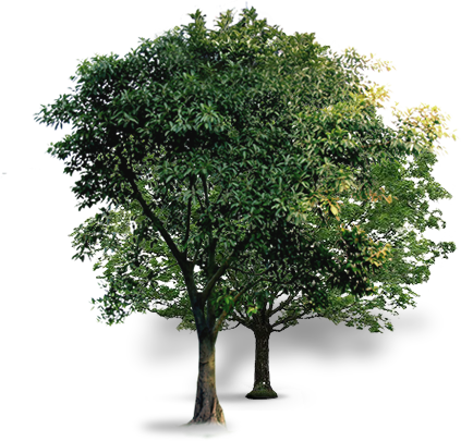 Curtido Curtir Compartilhar - Japan Tree Png (423x405)