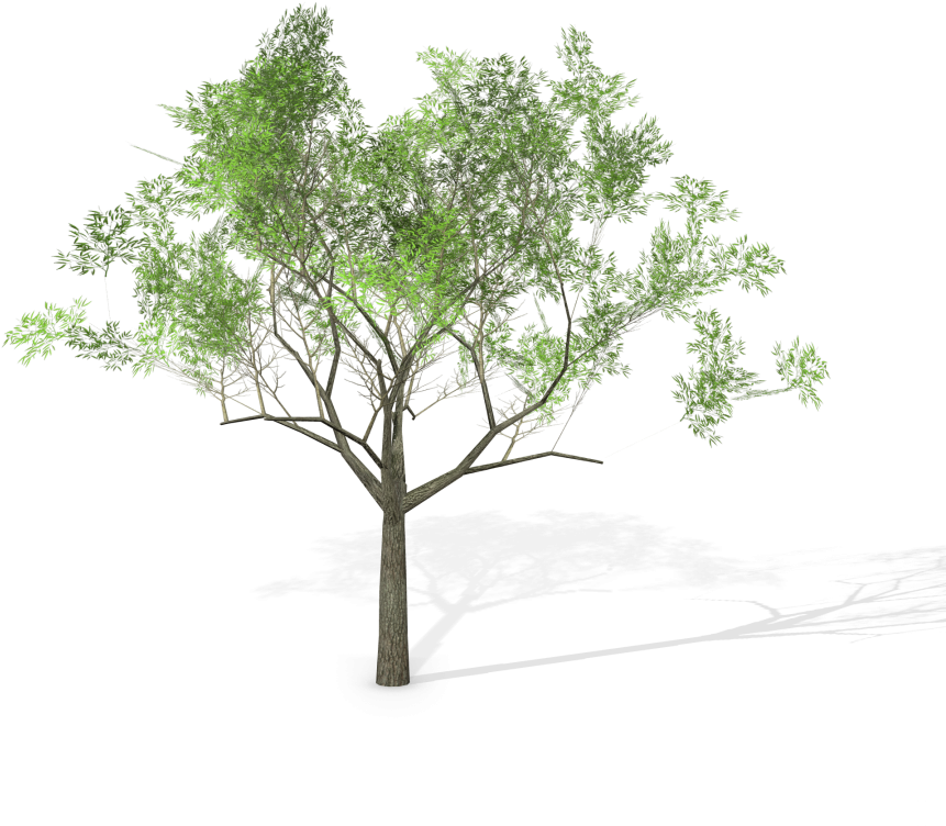 17 Eucalyptus Crebra Tree Royalty-free 3d Model - Eucalyptus Crebra (920x920)