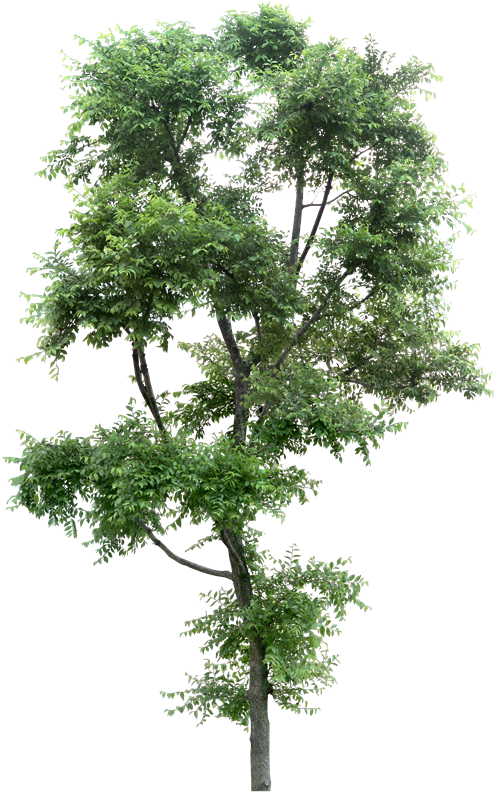 Flores-697 - Arbustre Photoshop (587x800)