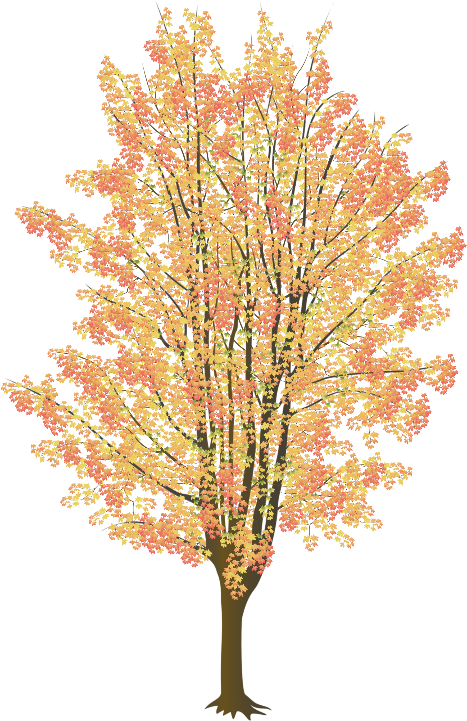 Maple Tree No Leaves Download - River Birch (1846x2812)