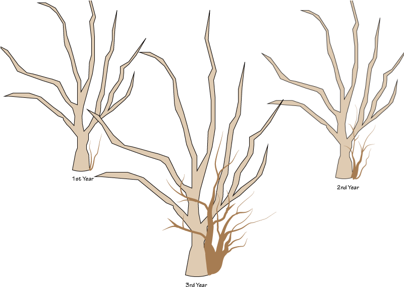 Crabapple Pruning- Sucker Growth 1st 3 Years - Mexican Pinyon (800x600)