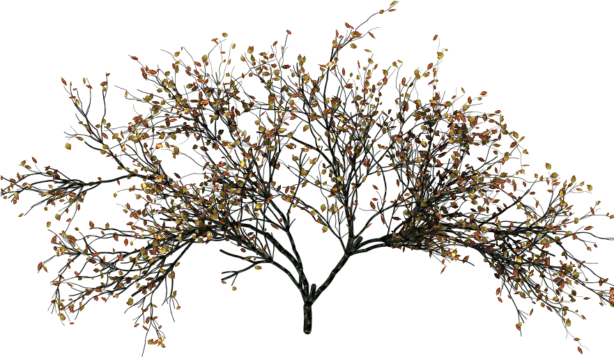 This Is Not Going To Be Useful For The Tree Modeling - Pond Pine (880x600)