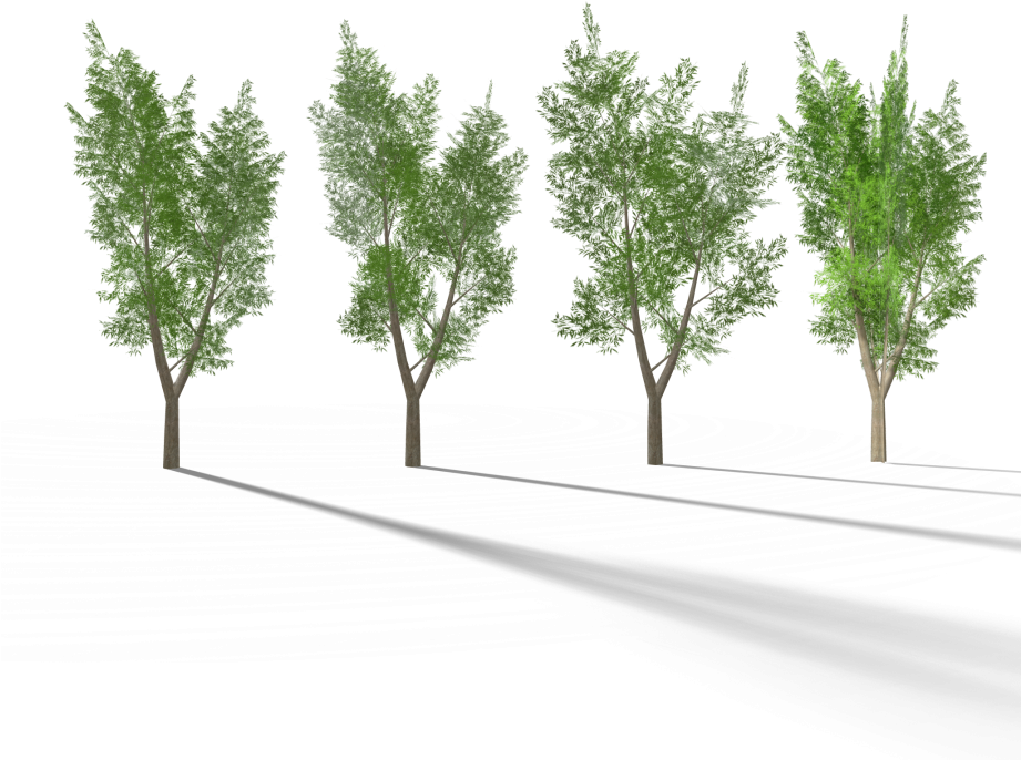 4 Eucalyptus Tree 3 Royalty-free 3d Model - Eucalyptus Tree (920x920)