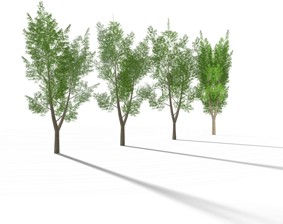 5 Eucalyptus Tree 3 Royalty-free 3d Model - Royalty-free (920x920)