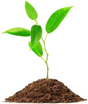 Plantamos Sementes, Plantamos Conhecimento E Plantamos - Plant Young (365x364)