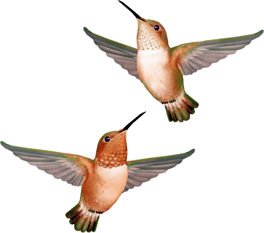 Mis Laminas Para Decoupage - Ruby-throated Hummingbird (537x474)