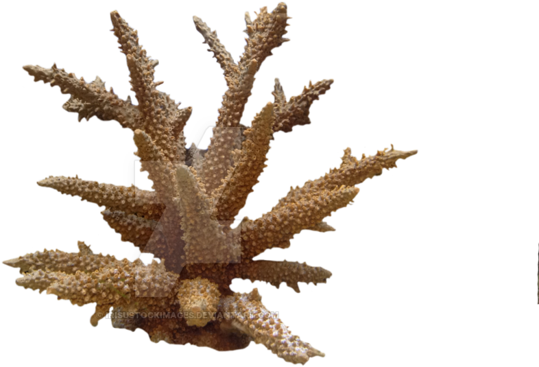 - Png V - 3 - 7 Wallpapers, Corals - Lodgepole Pine (1024x765)