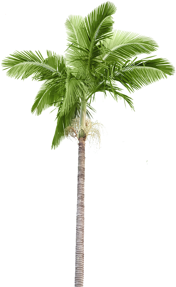 Layout Page Palmtree - Poster: Rodho's Plam Trees Isolated On White Background, (630x1000)