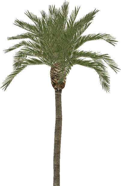 Palm - Palmier Coco (700x701)