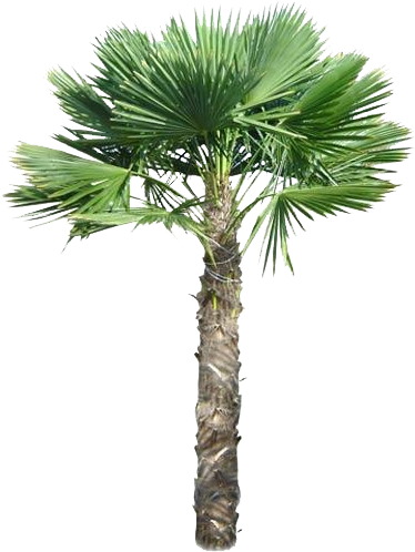 Images Palm Tree - Palm Trees In Pots (480x547)
