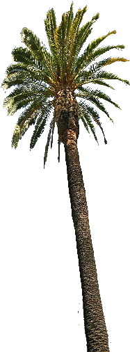 13 Oct 2014 - Attalea Speciosa (256x512)