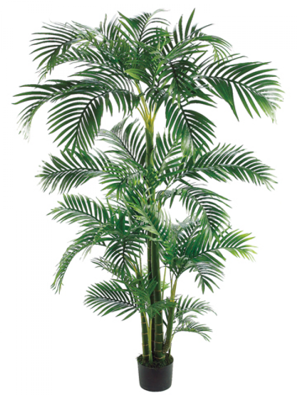 7' Tropical Kentia Palm Tree In Plastic Pot Green - Silk Plants Direct Kentia Palm Tree - Green - Pack (800x800)