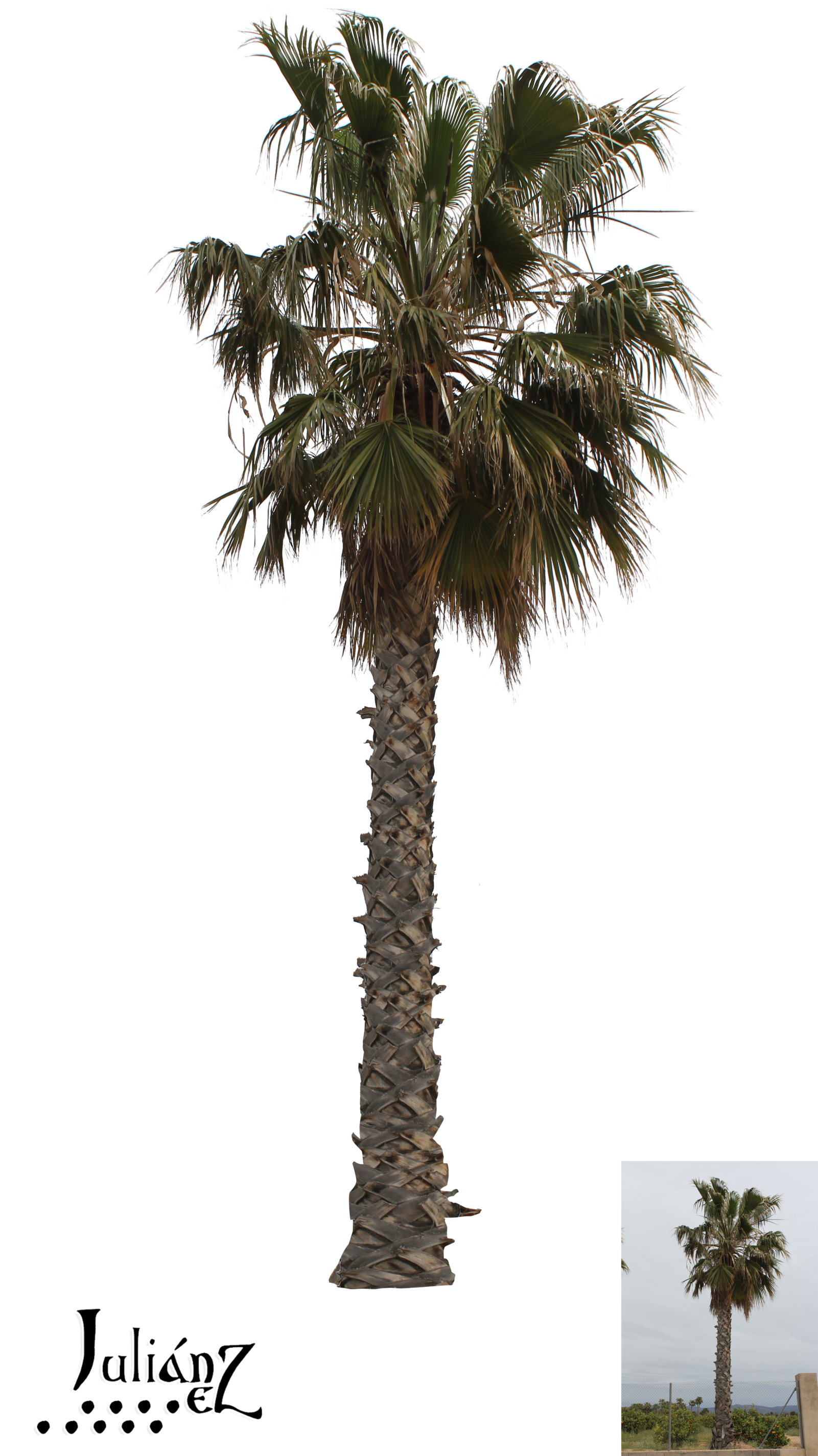 Palm Tree 2 By Julianez Palm Tree 2 By Julianez - Borassus Flabellifer (1600x2868)