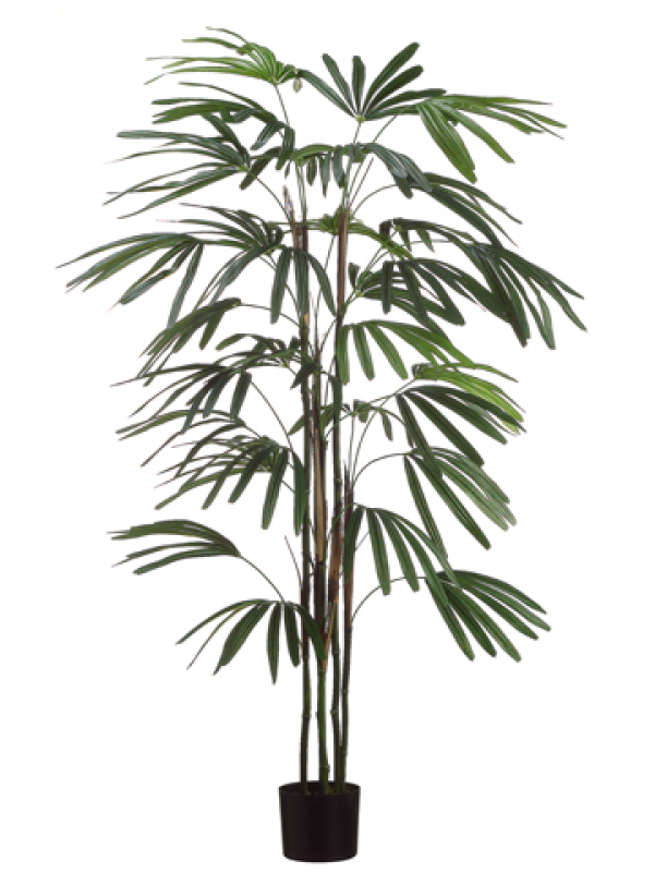 5' Rhapis Palm Tree X5 W/222 Leaves In Black Plastic - Silk Decor 5' Rhapis Palm Tree X5 W/222 Leaves In Black (800x800)