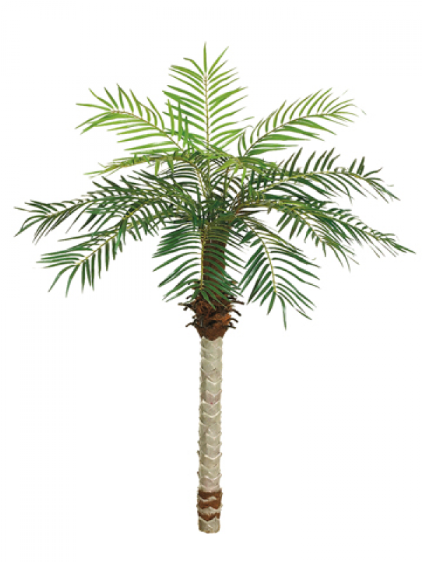5' Date Palm Tree X15 W/525 Leaves - One 5 Foot Artificial Phoenix Palm Tree Potted With (800x800)