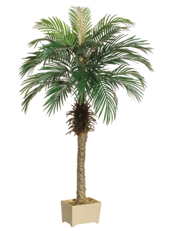 5' Phoenix Palm Tree In Rectangular Plastic Pot - Allstate Pack Of 2 Potted Artificial Silk Phoenix Palm (800x800)