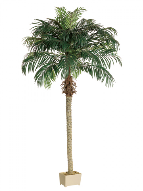 8' Phoenix Palm Tree In Rectangular Plastic Pot - Silk Plants Direct Phoenix Palm Tree - Green - Pack (800x800)
