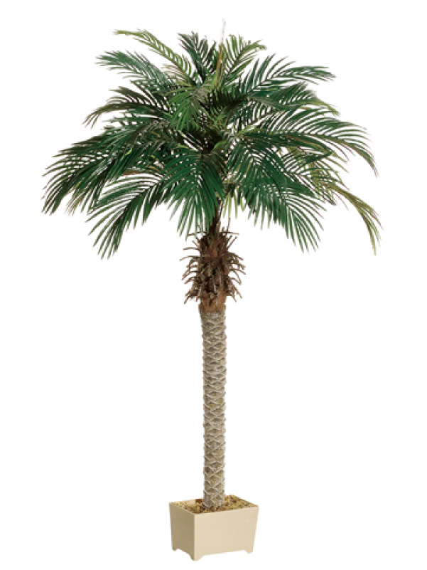 6' Phoenix Palm Tree In Rectangular Plastic Pot - Plastic Palmtree (800x800)