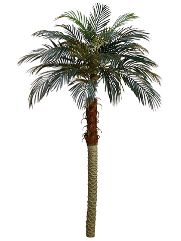 6' Phoenix Palm Tree - Attalea Speciosa (800x800)