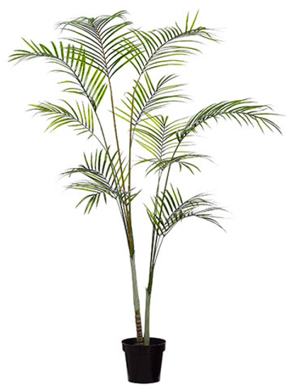 85" Pe Areca Palm Double Trunk Tree In Pot - Attalea Speciosa (800x800)