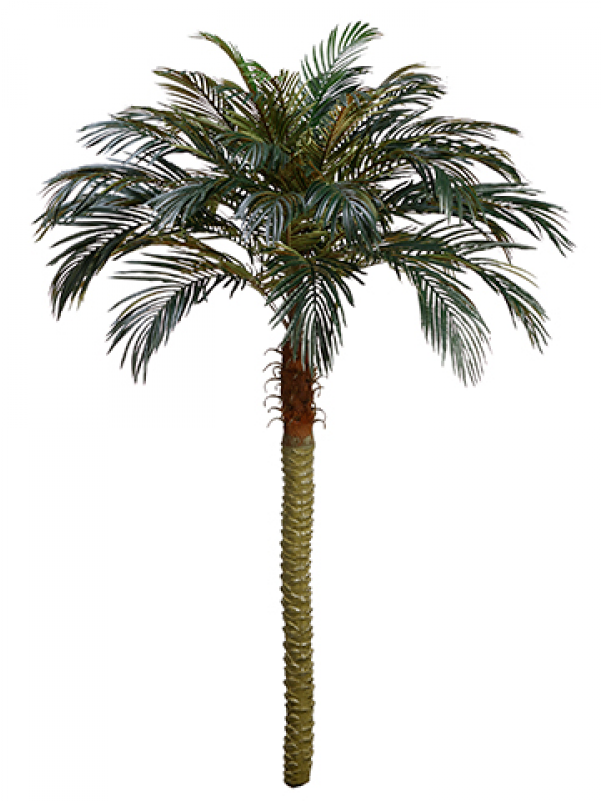 Palms set