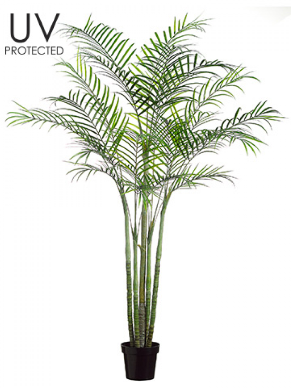 96" Uv Protected Pe Areca Palm Multi Trunk Tree In - Attalea Speciosa (800x800)
