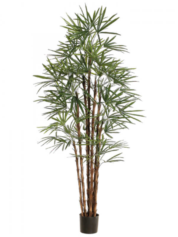 6" Honey Rhapis Palm Tree X10 In Plastic Pot Green - Silk Plants Direct Rhapis Palm Tree - Green - Pack (800x800)