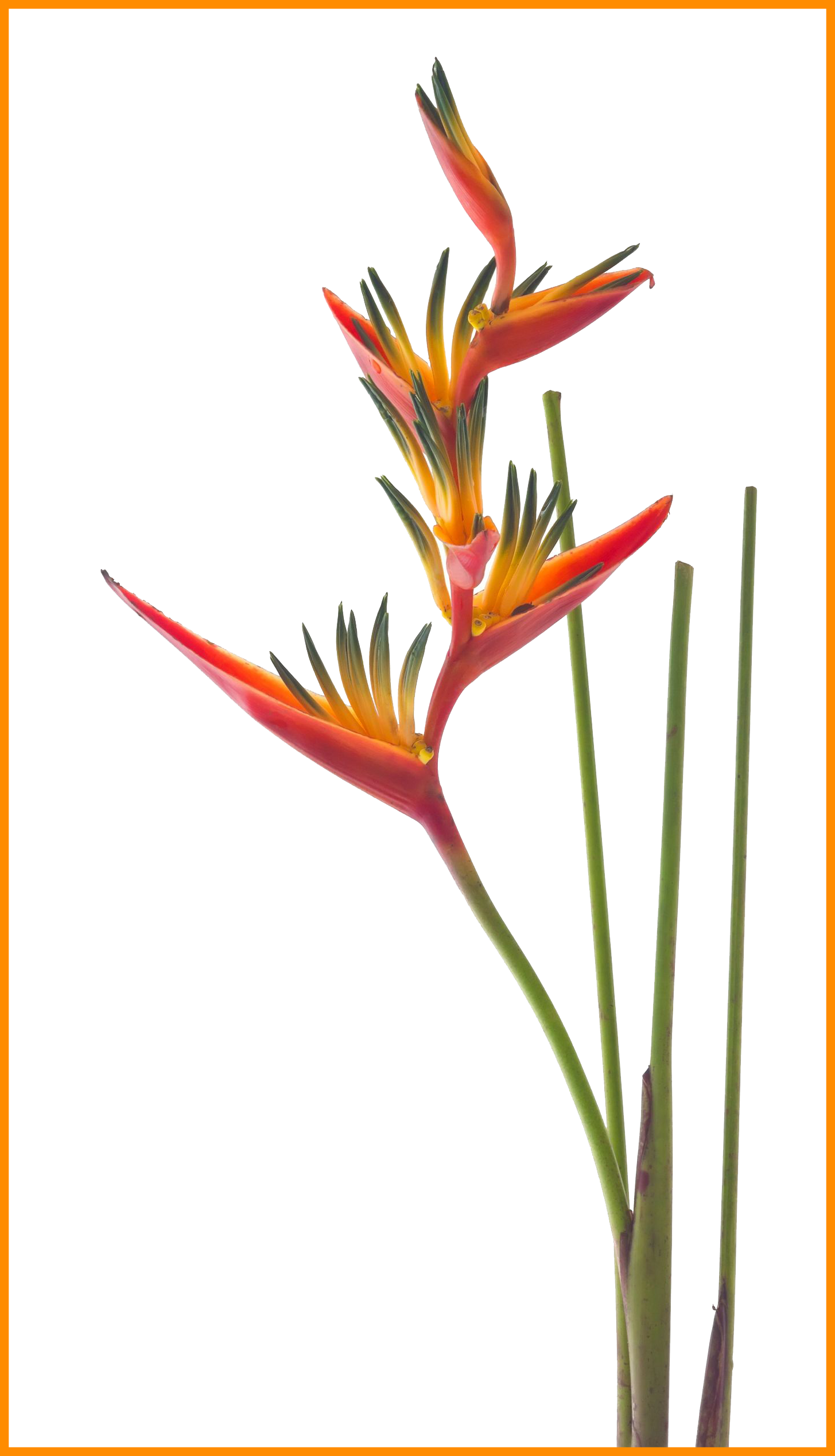 Heliconia Heliconia Flower Clipart Fascinating Pin - Bird Of Paradise Flower Png (1455x2538)