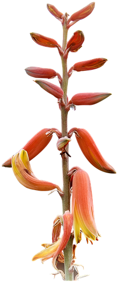Plants Png 25, Buy Clip Art - Tuat (563x720)