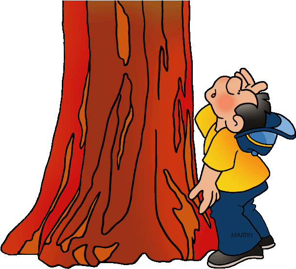 United States Clip Art By Phillip Martin, California - Red Wood Tree Clipart (648x565)