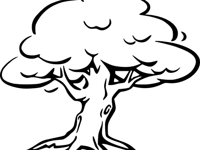 Tree Outline Image - Outline Of A Tree (640x480)