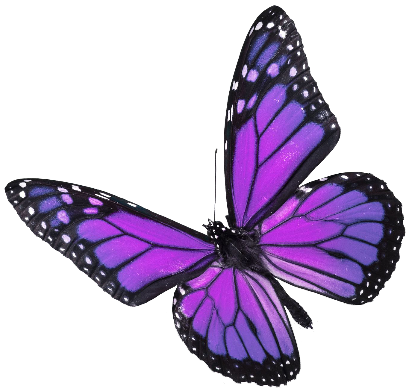 Purple Butterfly - Purple And Blue Butterfly Png (1368x1320)