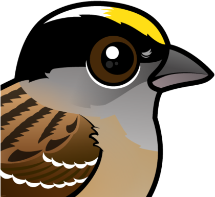 About The Golden-crowned Sparrow - Golden-crowned Sparrow (440x440)