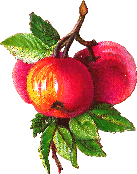 Fruit Clipart Victorian - Victorian Apples (614x730)