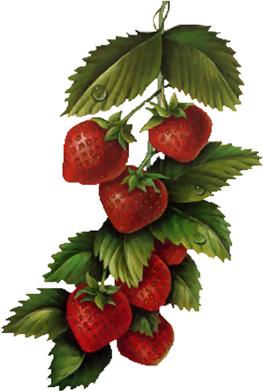 Fruits - Peinture Fraise (399x572)