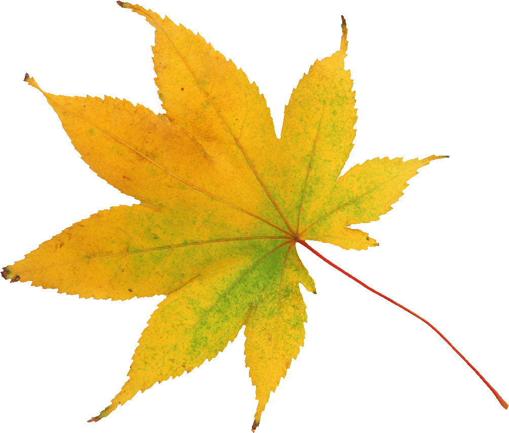 Leaf Abscission Raster Graphics Autumn Clip Art - Добрый Вечер Слова (1015x853)