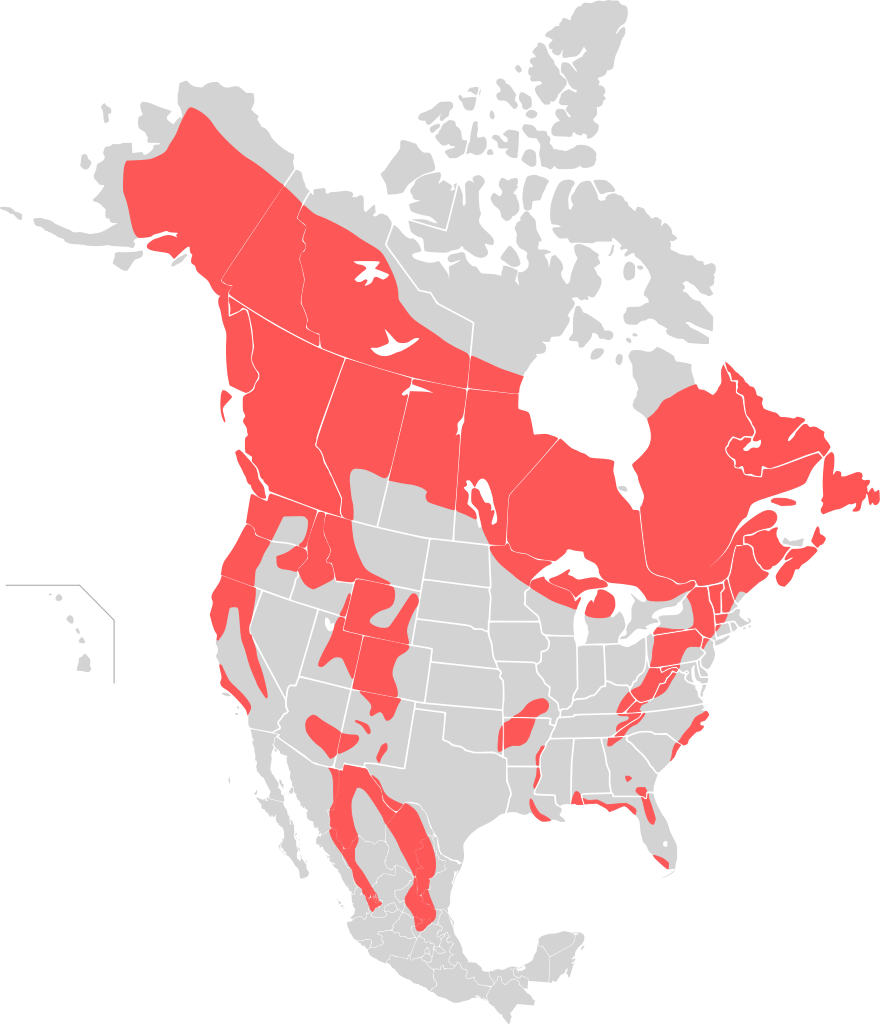 Wyoming Game And Fish Department Grizzly Bear Management - Canada Take Over Usa (880x1024)